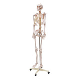 Esqueleto Humano Padrão De 1,70 Com Suporte, Haste E Rodas