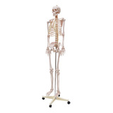 Esqueleto Humano Padrão De 1,70cm Com Suporte Haste E Rodas