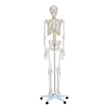 Esqueleto Humano Padrão De 1,80 Cm C/ Suporte, Haste E Rodas