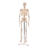 Esqueleto Humano Para Estudo Anatomia 45cm Com Suporte Ossos