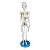 Esqueleto Humano Para Estudo De Anatomia 45cm Com Suporte