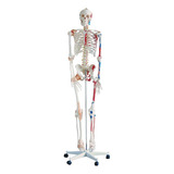 Esqueleto Humano Tamanho Real C/ Músculos E Ligamentos 180cm