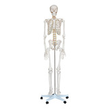 Esqueleto Humano Tamanho Real Com 180cm