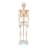 Esqueleto Humano ´85 Cm Para Estudo De Anatomia Com Suporte