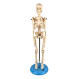 Esqueleto Humano ´para Estudo De Anatomia