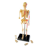 Esqueleto Modelo Anatômico Humano Realista 3d