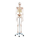 Esqueleto Padrão 170cm Em Suporte Com Rodas E Capa Em 12x!