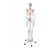 Esqueleto Padrão 170cm Em Suporte Com Rodas E Capa