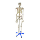 Esqueleto Padrão Aproximadamente 170 Cm Articulado