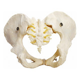 Esqueleto Pélvico, Anatomia Pelve Feminina