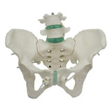 Esqueleto Pélvico Feminino Flexível Com Vértebra