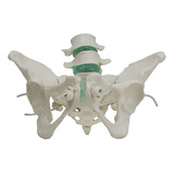 Esqueleto Pélvico Feminino Flexível Com Vértebra Lombar