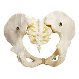 Esqueleto Pelvico Feminino Modelo Anatômico Pelve Realistico