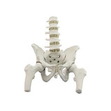 Esqueleto Pélvico Feminino Vértebra Lombar E