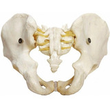Esqueleto Pelvico Masculino Modelo Anatômico Para