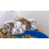 Esquilos Da Mongolia-gerbil, Entregamos Em Todas As Estações