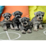 Schnauzer!