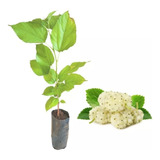 Flavonoides