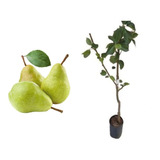 Produzir