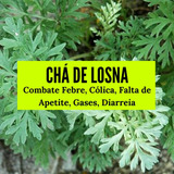 Extrato De Losna (tintura Mãe) 100ml - Produtos Naturais