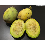 Figo Da Índia Polpa Branca Opuntia Ficus Indica Sementes