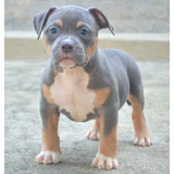 Merle