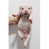 Filhote American Bully Com Pedigree + Brinde