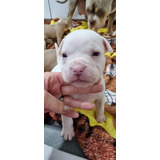 Filhote American Bully Com Pedigree + Brinde