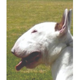 Filhote Bull Terrier - Incrível Downface