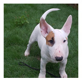 Filhote Bull Terrier Miniatura Canil Dogshark