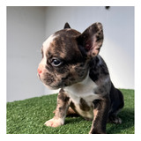Merle