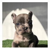 Merle