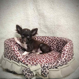 Filhote Chihuahua fêmea micro vacinado