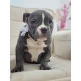 Filhote De American Bully 