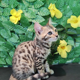 Bengal