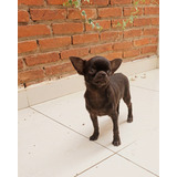 Filhote De Chihuahua Pelo Curto