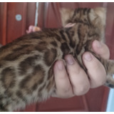 Filhote De Gato Bengal