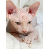 Filhote De Gato Macho Do Gatil Hiromi
