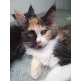 Femea