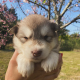 Alasca