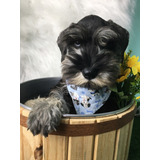 Filhote De Schnauzer Mini Macho