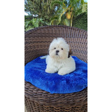 Filhote De Shih Tzu Com Pedigree