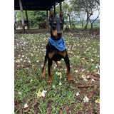 Filhote Dobermann Puro C/ Pedigree E Boa Índole -cores Raras