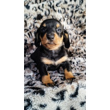 Filhote Femea Black Dachshund Teckel Basset Cofap Salsichinh