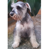 Filhote Fêmea De Schnauzer - Promoção