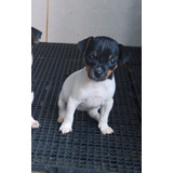 Paulistinha)