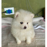 Filhote Fêmea Spitz Alemão Anã Branca Lulu Da Pomerania