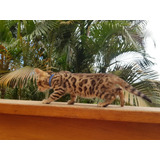 Bengal