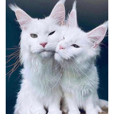 Filhote Gato Maine Coon/ler Descrição/gatil Veterinária