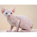 Filhote Gato Sphynx- 2980 Pix /dinheiro - Gatil Veterinária